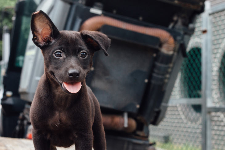 一起夢想－毛孩防疫大作戰