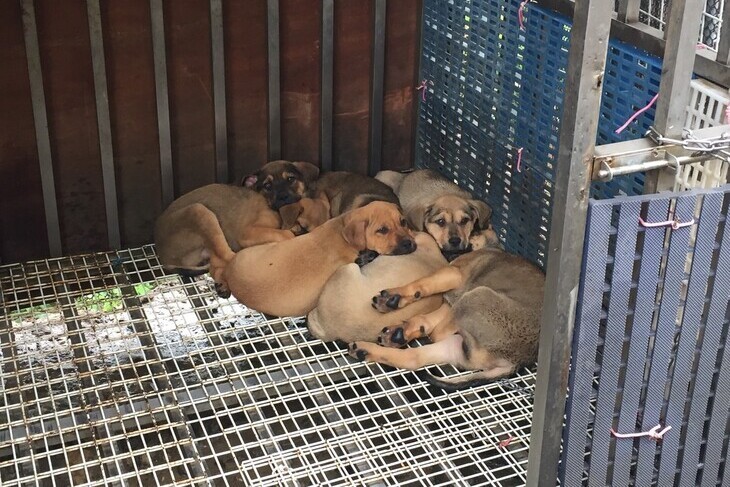 一起夢想－毛孩防疫大作戰