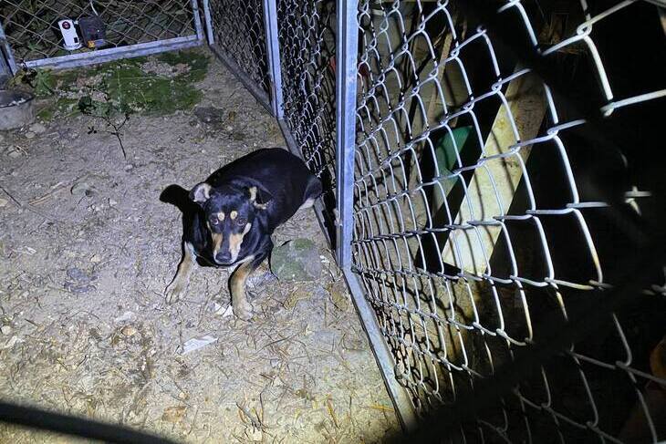 一起夢想－毛孩防疫大作戰