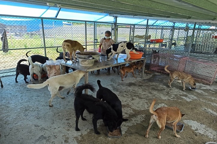 屏東流浪動物避風港