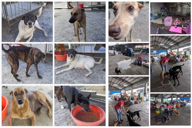 屏東流浪動物避風港