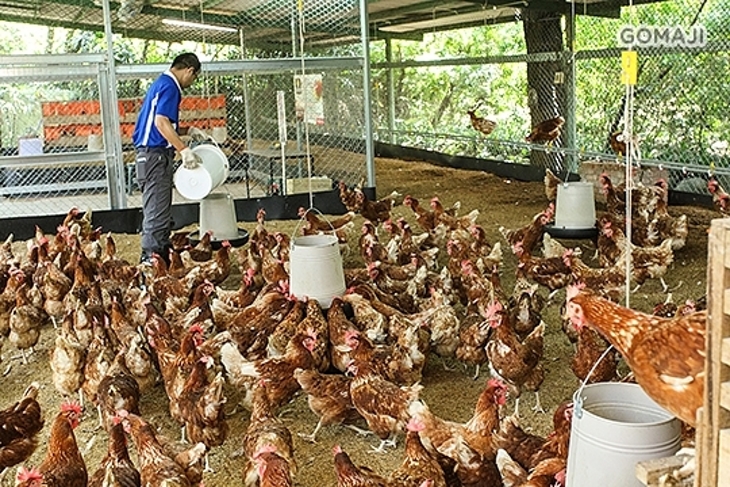 桃園大溪-歡樂夢想國