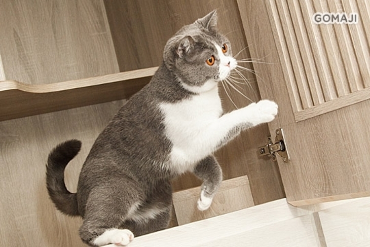 樂貓屋。精品貓旅館