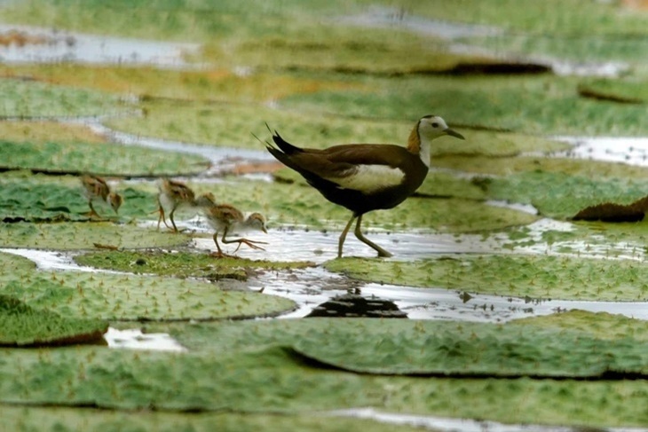 【夠麻吉X農遊超市】宜蘭勝洋休閒農場