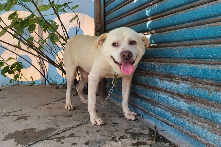 全台無助動物家園保衛計畫