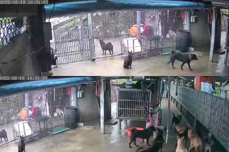 全台無助動物家園保衛計畫