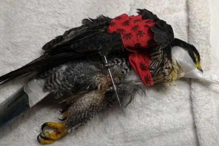 浪夢想實現-無助動物的守護者