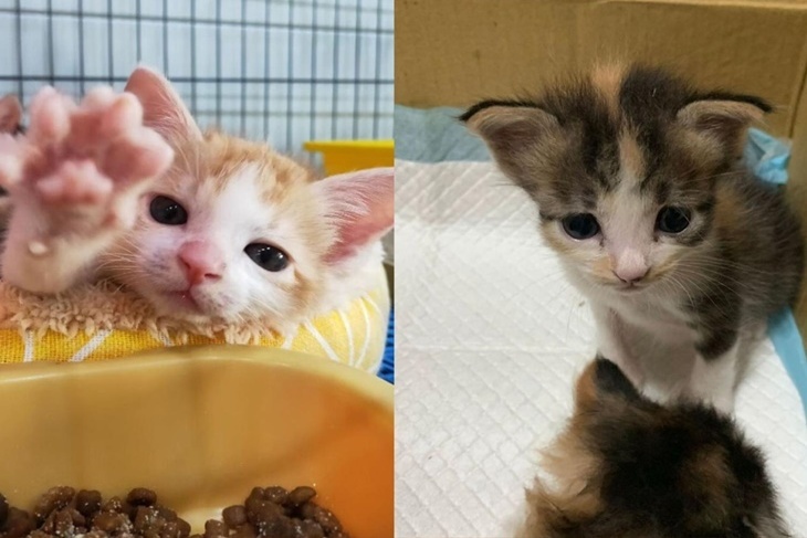 浪夢想實現-無助動物的守護者