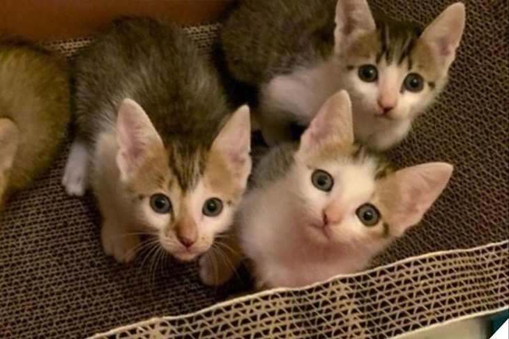 浪夢想實現-無助動物的守護者