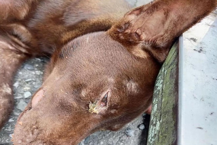 浪夢想實現-無助動物的守護者