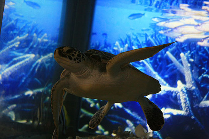 澎湖-南海金八達快艇