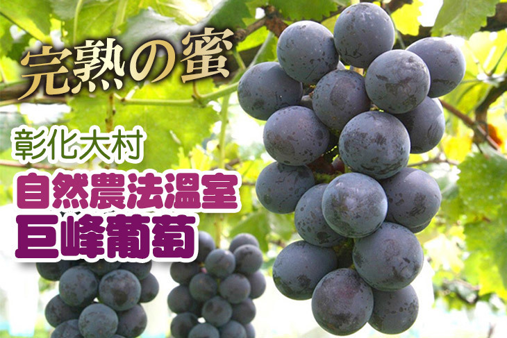 彰化大村自然農法溫室巨峰葡萄超值優惠方案 Gomaji夠麻吉 彰化大村自然農法溫室巨峰葡萄超值優惠方案 Gomaji夠麻吉