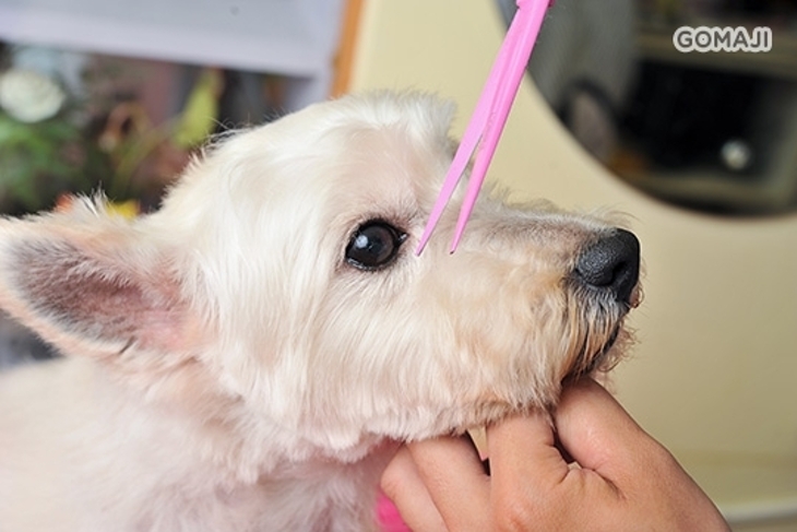 Billa 呱寵物造型工作室