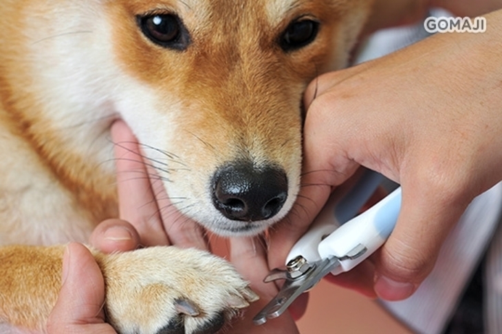 Billa 呱寵物造型工作室