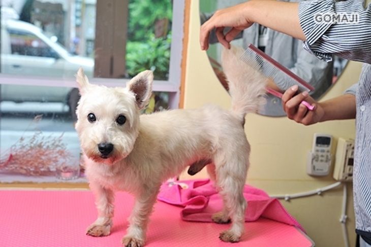 Billa 呱寵物造型工作室