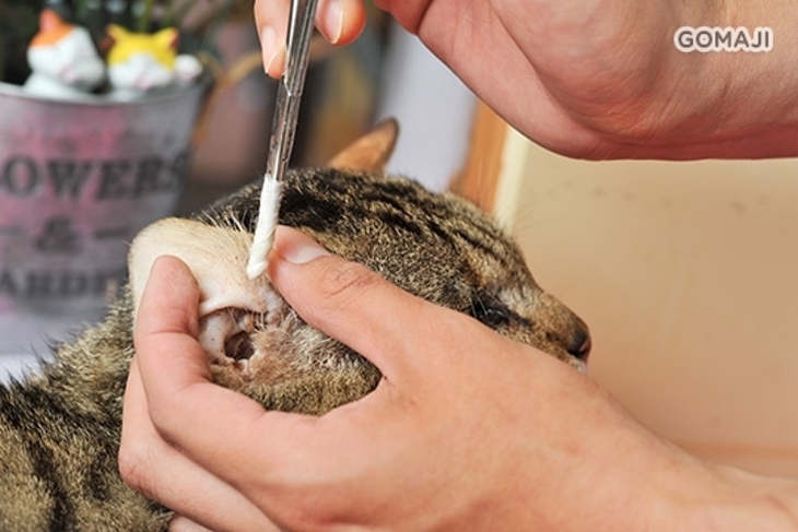 Billa 呱寵物造型工作室