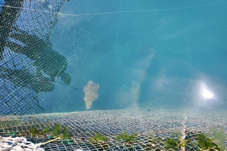 星光海洋牧場