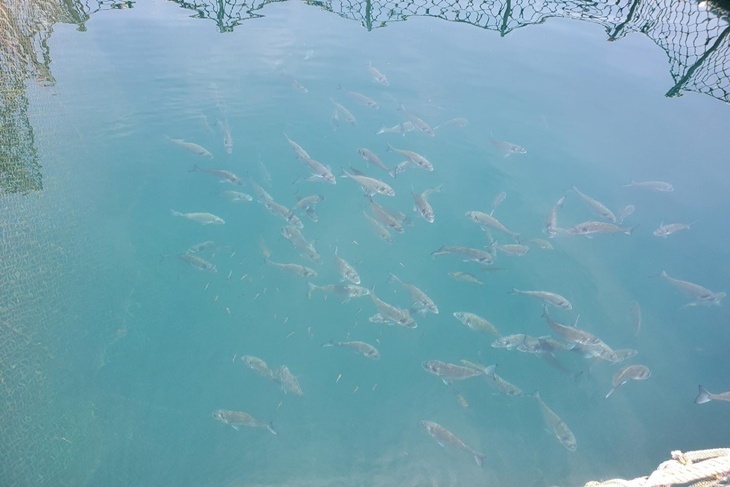 星光海洋牧場
