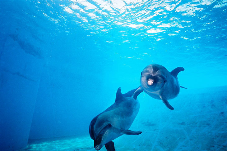 花蓮-遠雄海洋公園