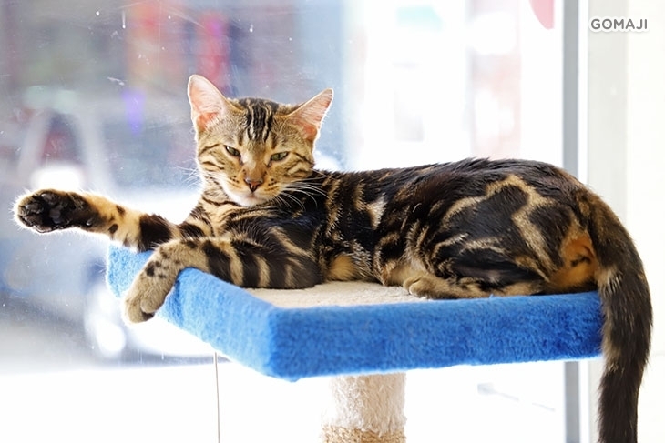 斑果咖啡 Bengal Cafe'