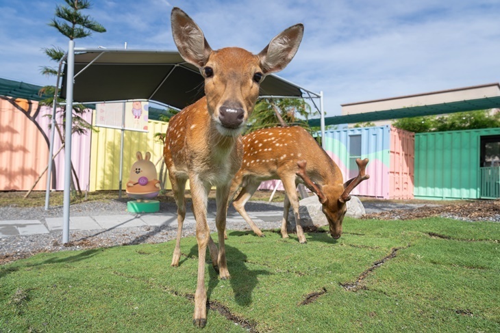 宜蘭-星夢森林劇場