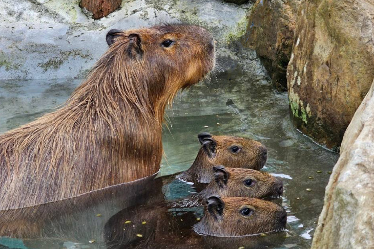 宜蘭-星夢森林劇場