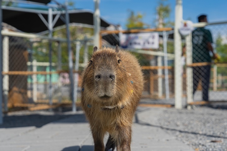 宜蘭-星夢森林劇場