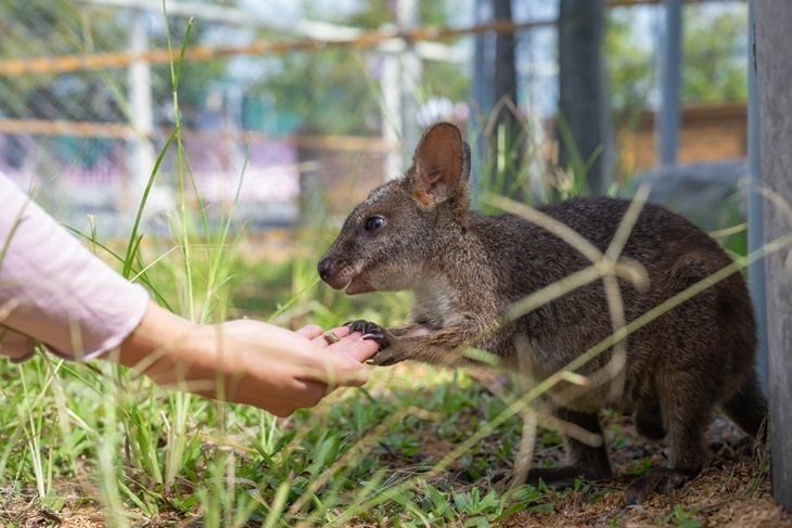 宜蘭-星夢森林劇場