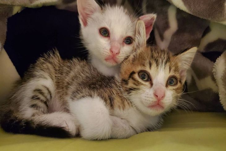 桃園130隻無助幼貓吃飼料