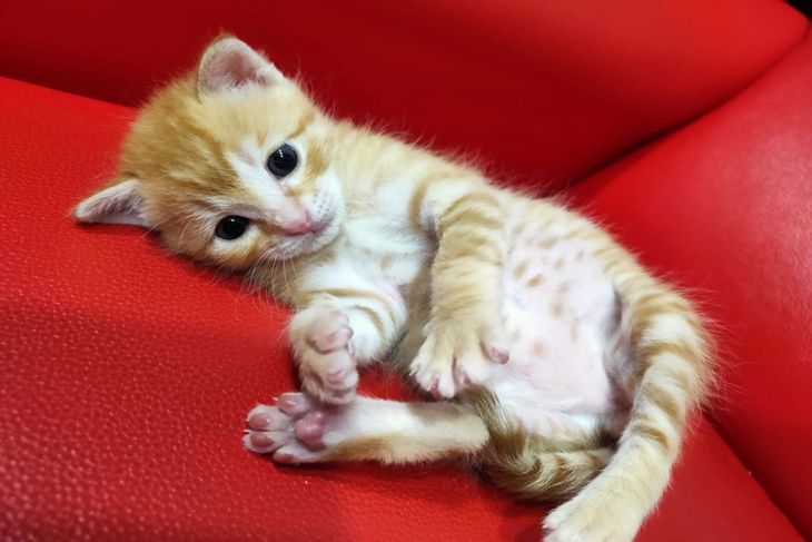 桃園130隻無助幼貓吃飼料