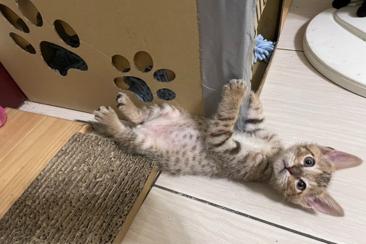 桃園130隻無助幼貓吃飼料