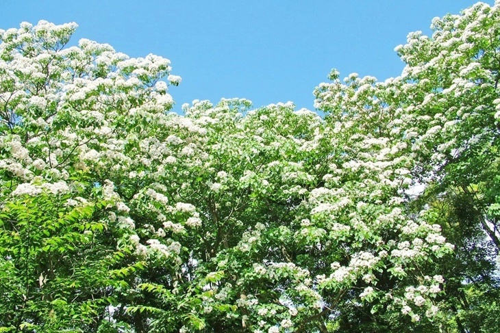 苗栗-西湖渡假村