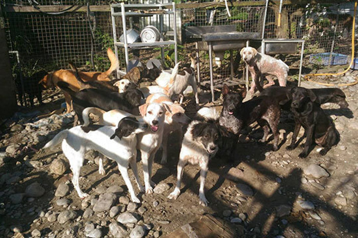 一起夢想-花蓮毛小孩遠離飢餓專案