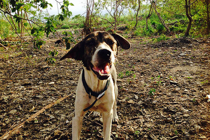 一起夢想-花蓮毛小孩遠離飢餓專案