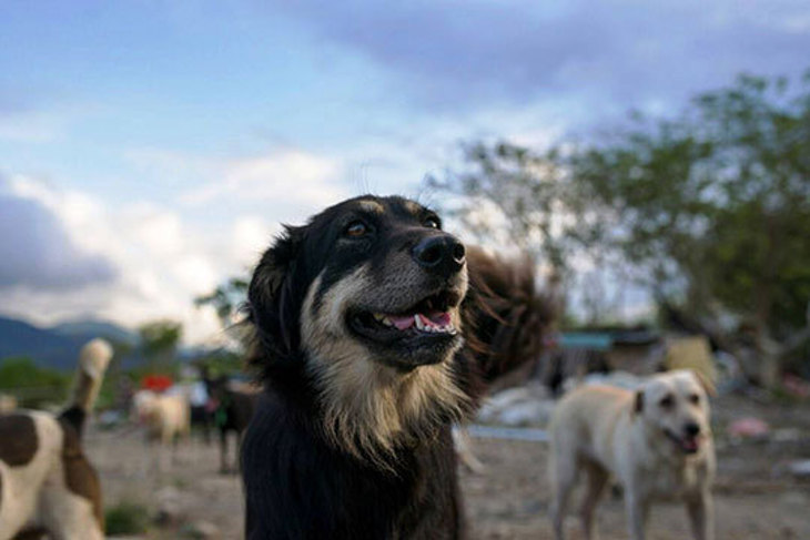 一起夢想-花蓮毛小孩遠離飢餓專案