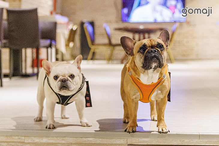 稻邸 D. House 築空間 親子寵物友善餐廳