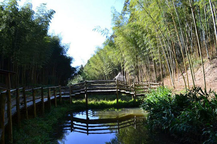 雲林古坑草嶺-地質生態