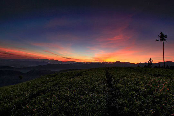 雲林古坑草嶺-地質生態