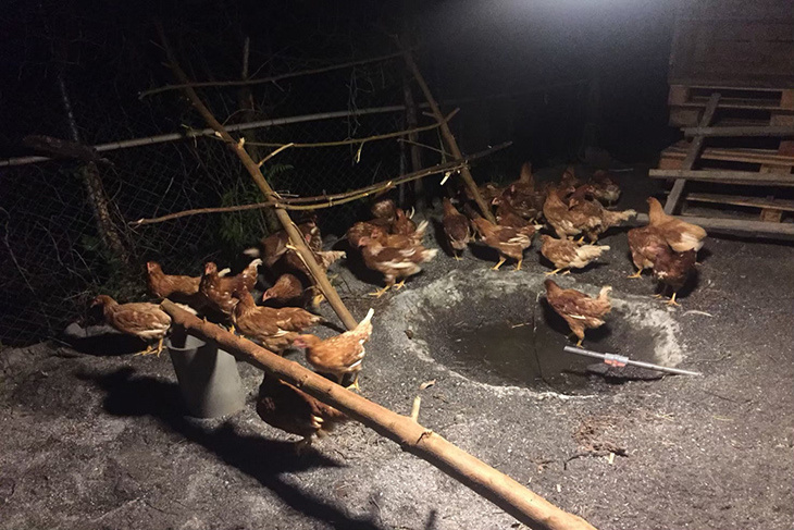 一起夢想-部落奇雞