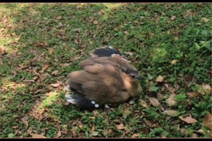 幫助36隻受傷南投野鳥！共創友善環境！