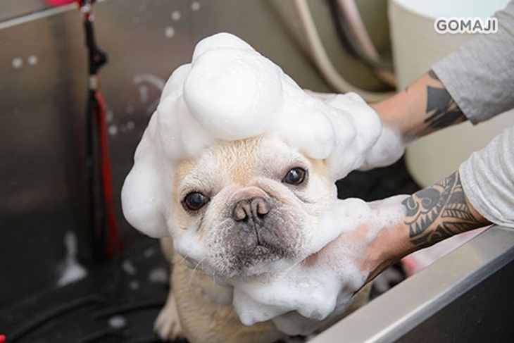 Cream salon法意奶油寵物沙龍