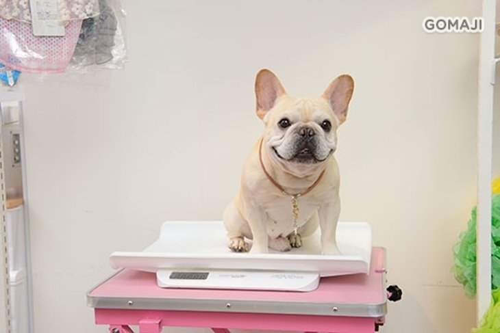 Cream salon法意奶油寵物沙龍