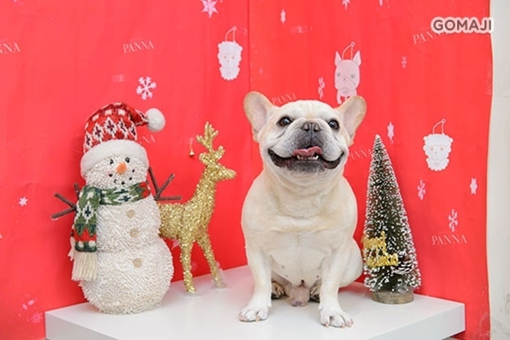 Cream salon法意奶油寵物沙龍