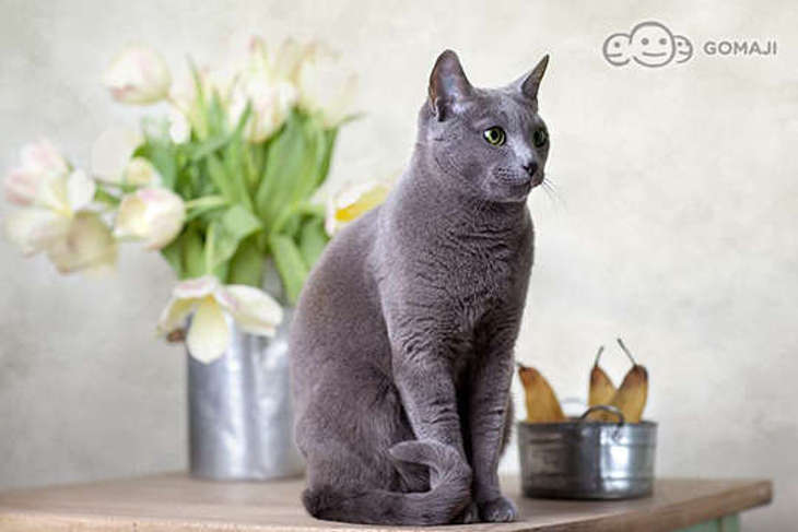 ART cat 貓の食衣住行