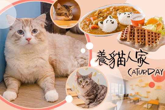 養貓人家