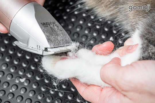 樂奇貓咪生活館