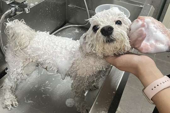 無理寵物造型所