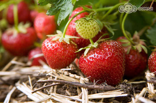 苗栗-三義藝術村櫻花渡假會館