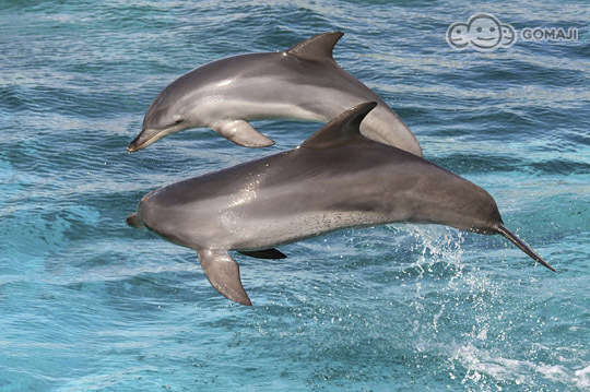 宜蘭-凱鯨號賞鯨團隊