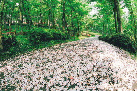 苗栗-西湖渡假村